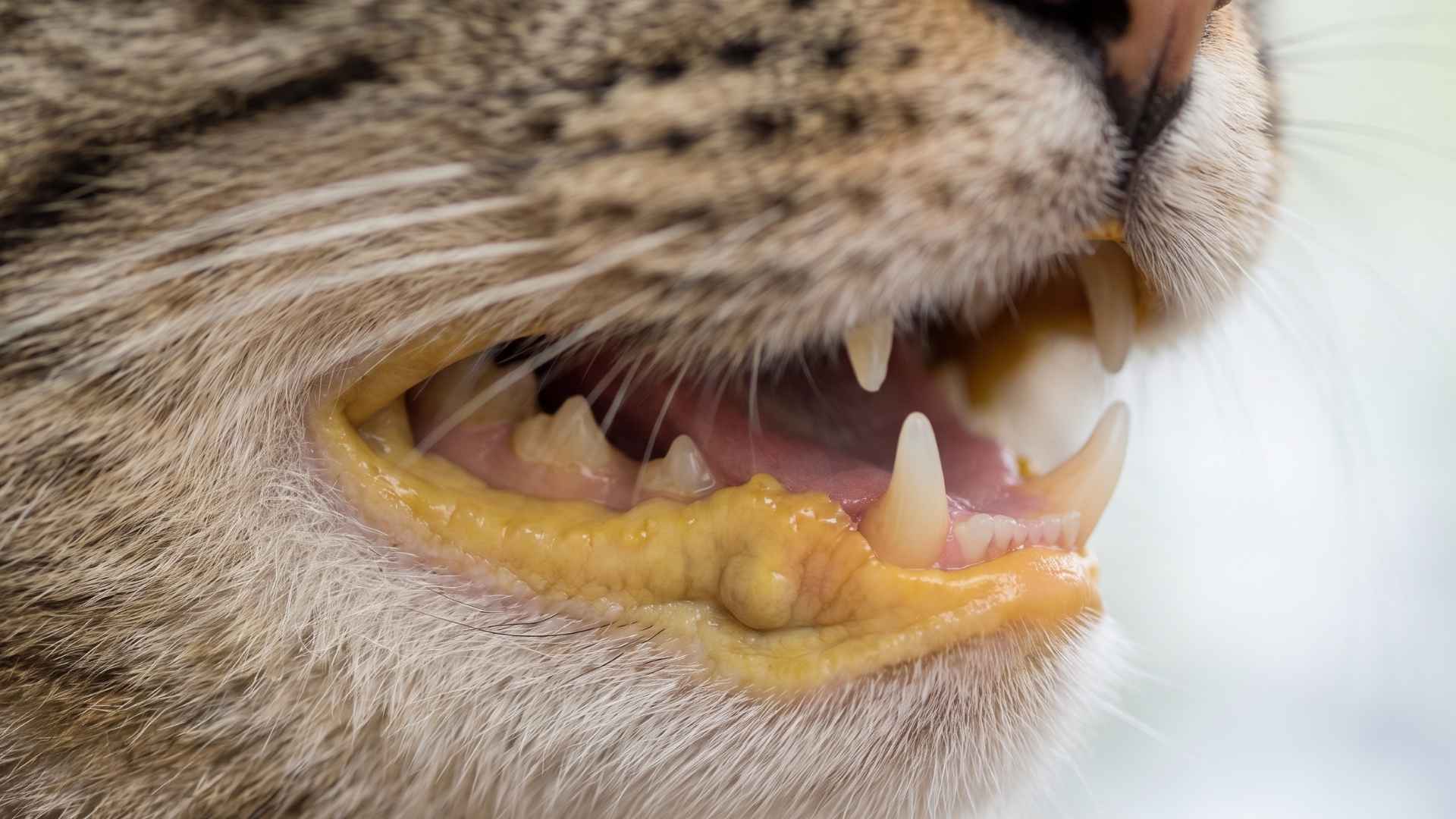 Encias amarillas gato con ictericia